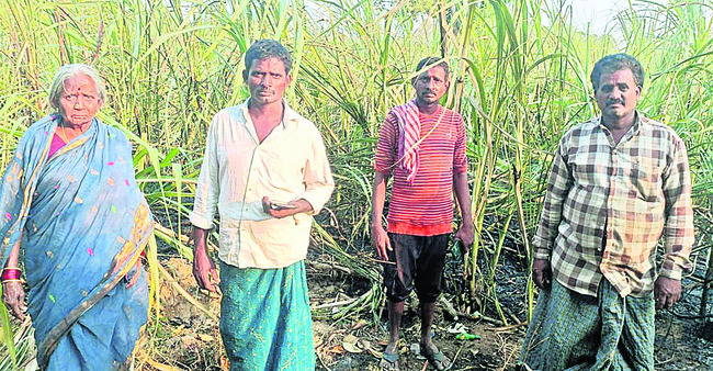 20 ఎకరాల జీడితోట దగ్ధం 1