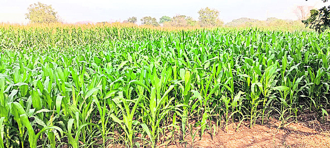 పెరిగిన మొక్కజొన్న.. తగ్గిన మిరప1