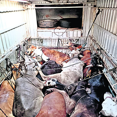 పశువుల పట్టివేత..1