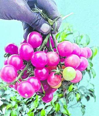 ఇదిగో టమాట!1