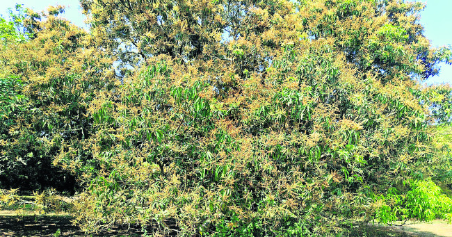 మామిడిపై నల్ల తామర దాడి 1