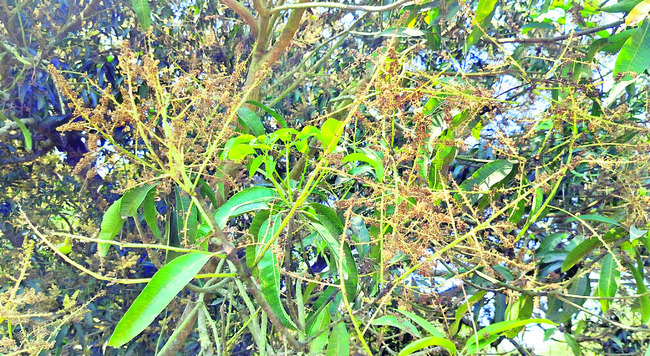 మామిడిపై నల్ల తామర దాడి 1