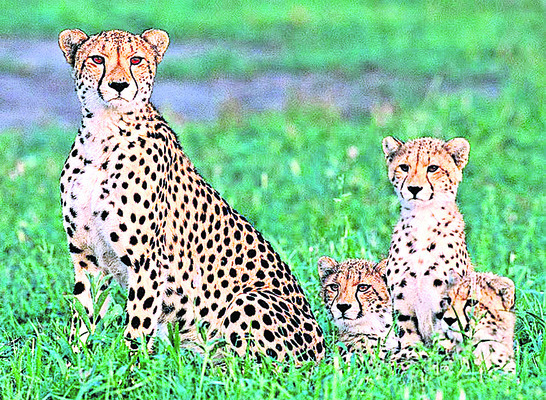 ఆఫ్రికా నుంచి చీతా అతిథులు1