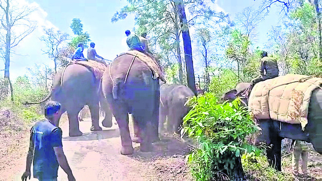 కాఫీ తోటలో ఏనుగు దాడి2