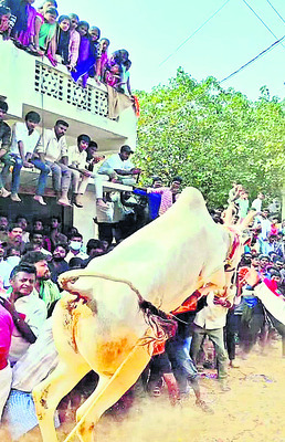 కోడెగిత్తల జోరు2