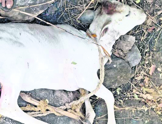 ‘లయన్స్‌’ ఉత్తమ జోన్‌ చైర్మన్‌గా విజయానంద్‌2