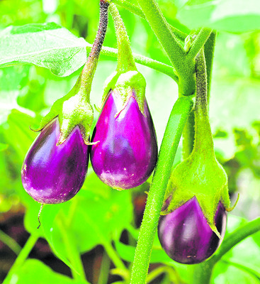 సాగు బాగయ్యేలా...1