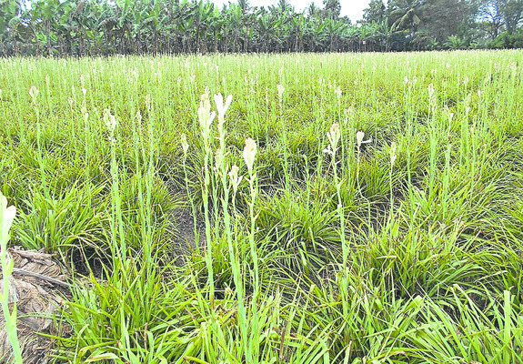 అంతోటా తెగుళ్లు 1