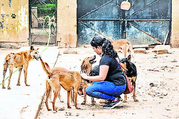 వీధి శునకాల కట్టడికి కొత్త వ్యూహం3