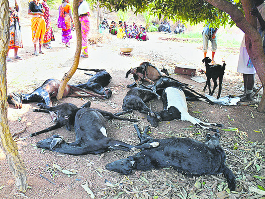 టైగర్‌ టెన్షన్‌1