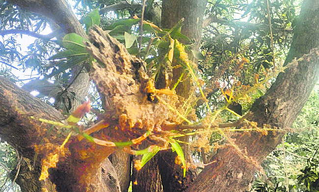 మామిడిపై పగమంచు1