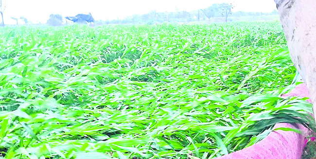 నిర్మల్‌6