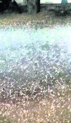 నిర్మల్‌5