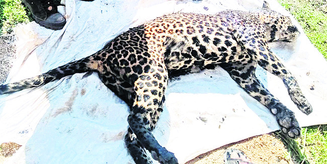 వన్యప్రాణులు విలవిల1