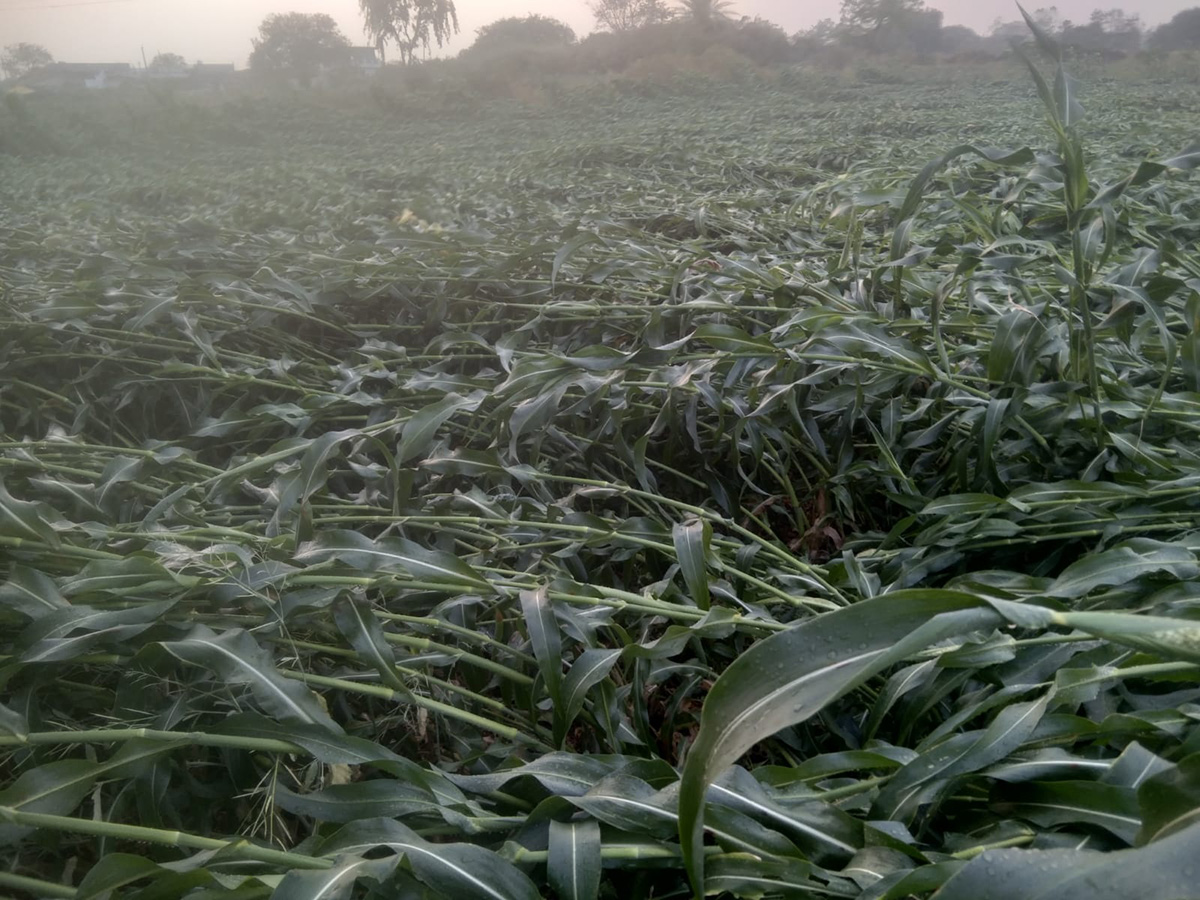 Vadagalla Varsham in Telangana 2026 Photos2