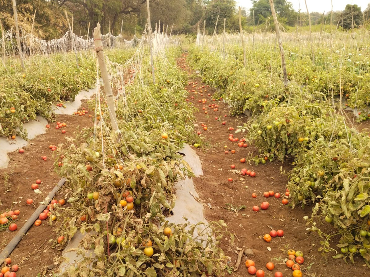 Vadagalla Varsham in Telangana 2026 Photos3