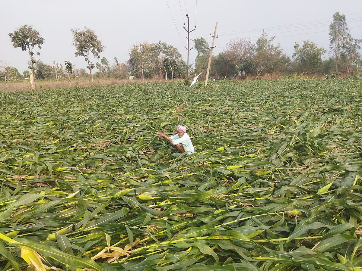 Vadagalla Varsham in Telangana 2026 Photos6