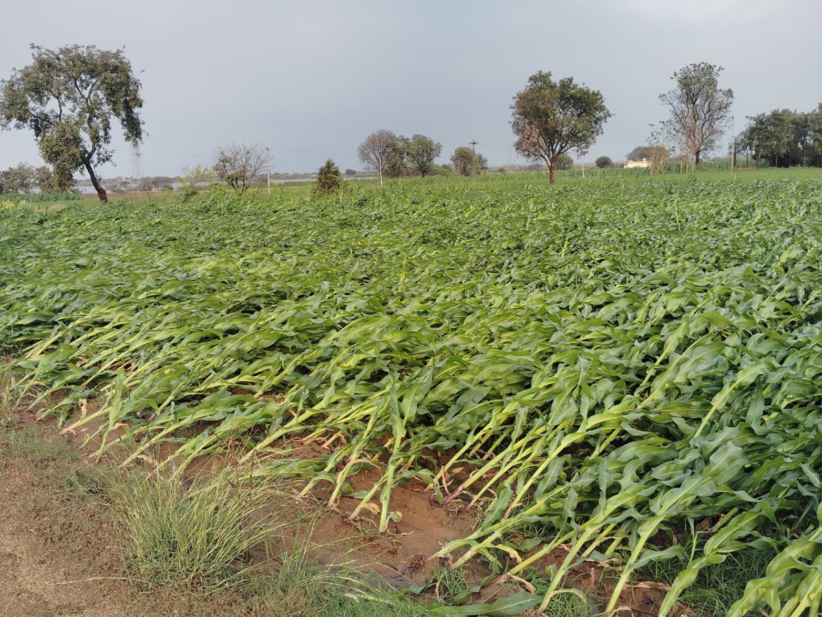 Vadagalla Varsham in Telangana 2026 Photos7