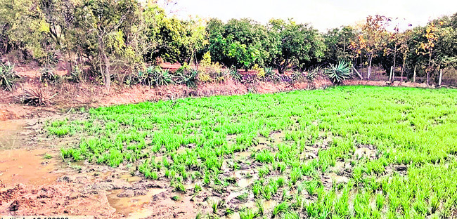 పంటలపై ఏనుగుల దాడులు 1