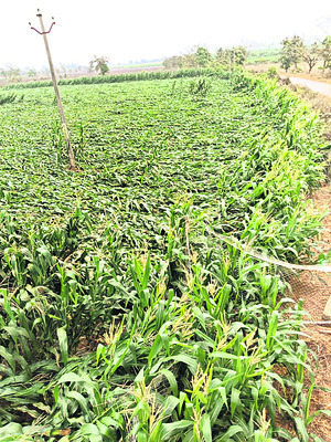 తడిసిన మిర్చి.. నేలవాలిన మొక్కజొన్న1