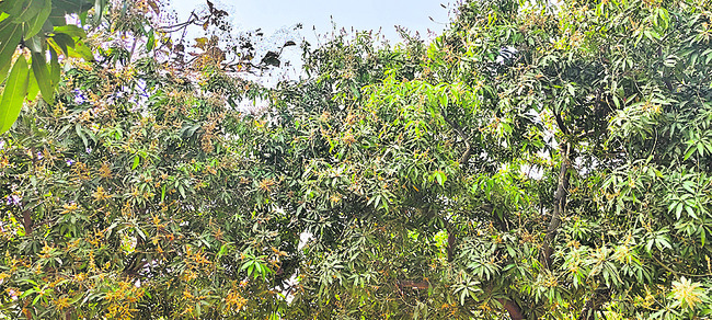 నల్లబడుతున్న మామిడిపూత 1