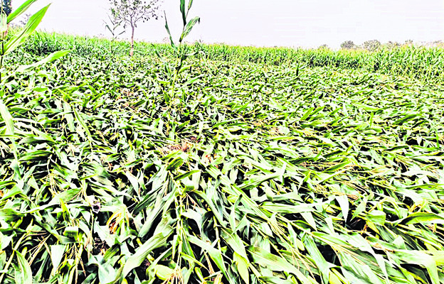 గాలివానకు నేలవాలిన మొక్కజొన్న1