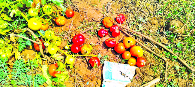 నోటమాట లేదు! 2