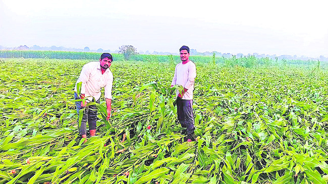 ● ప్రకృతి వైపరీత్యాలతో దెబ్బతింటున్న పంటలు ● ఈసారైనా పర1