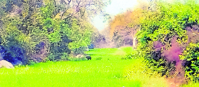 లింగగిరిలో ఎలుగుబంటి ప్రత్యక్షం1