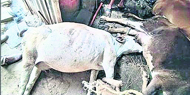 కమనీయం 1