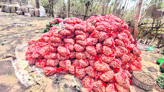 ఎడారి దేశాల్లో..మన్యం సుగంధాలు2