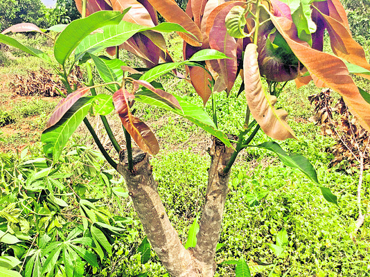 కొత్త వైరెటీలు1