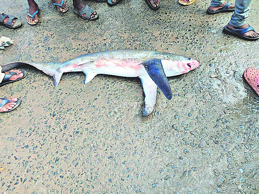 వడలు, గార్లు కాదు..  వడగర్లు! 1