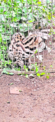 కుక్కల దాడిలో అరుదైన చిరుతపిల్లి మృతి1