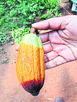 కోకోలో తెగుళ్లను తరిమికొడదాం1