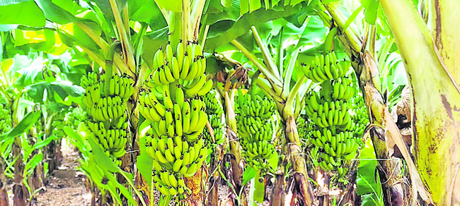 అరటి ధరల పతనం రైతులను అల్లకల్లోలం చేస్తోంది. గత ఏడాది న1