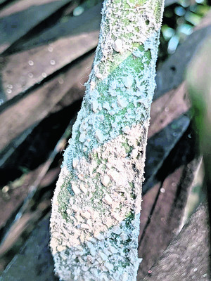 ఆయిల్‌పామ్‌లో తెల్లదోమ1