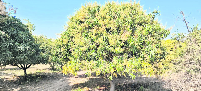 రాలుతున్న ఆశలు! 1