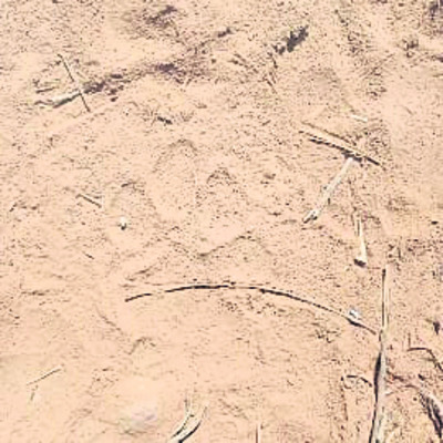 ముందస్తు జాతీయ లోక్‌ అదాలత్‌  1