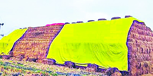 వరిగడ్డే బంగారమాయెగా.! 1