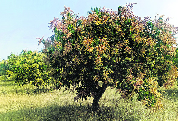 మామిడి పూతతో కళకళ1