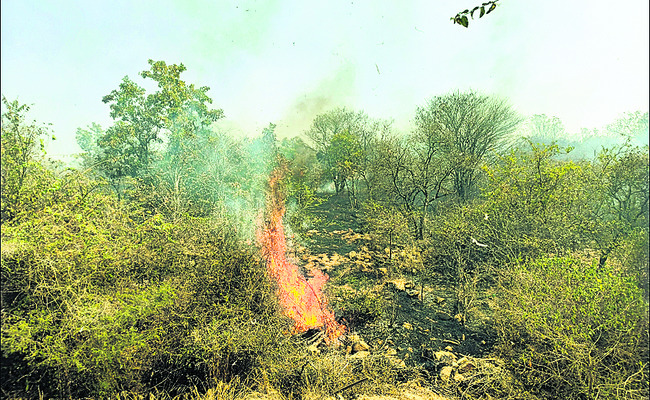అడవిలో నిప్పు.. ఎగసిపడిన మంటలు 1