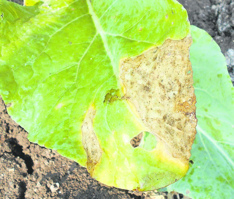 ఆదమరిస్తే అంతా కాలీ2