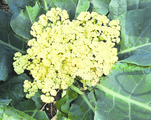 ఆదమరిస్తే అంతా కాలీ3