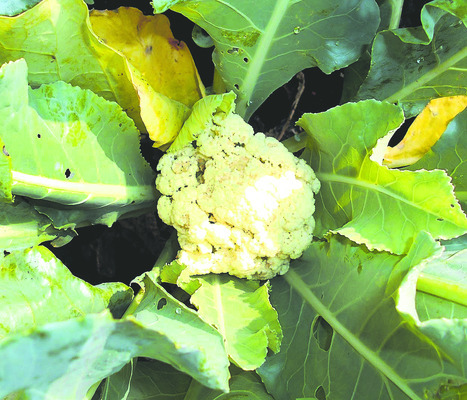 ఆదమరిస్తే అంతా కాలీ4