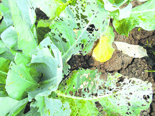 ఆదమరిస్తే అంతా కాలీ1