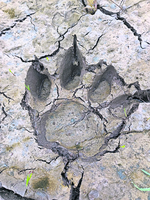 మళ్లీ పులి దాడి కలకలం1