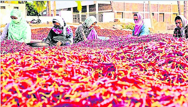 నిండా ముంచిన మిరప1