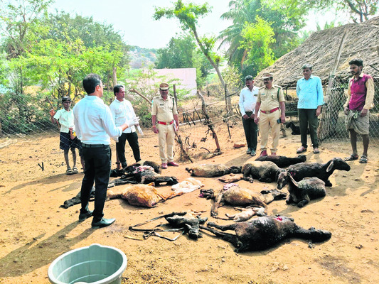 చిరుత దాడిలో  12 గొర్రెల మృతి 1