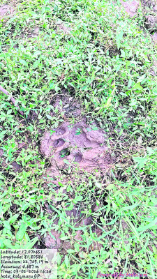 వణికిస్తున్న పెద్ద పులి 1